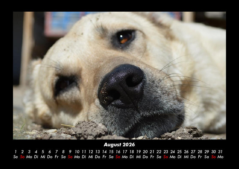Hunde Fotokalender 2026 - 8