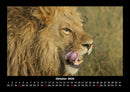 Löwen in der Wildnis Fotokalender 2026 - 10