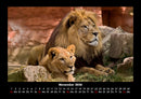 Löwen in der Wildnis Fotokalender 2026 - 11