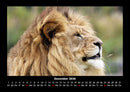 Löwen in der Wildnis Fotokalender 2026 - 12