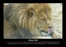 Löwen in der Wildnis Fotokalender 2026 - 2