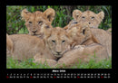 Löwen in der Wildnis Fotokalender 2026 - 3
