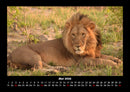 Löwen in der Wildnis Fotokalender 2026 - 5