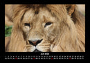 Löwen in der Wildnis Fotokalender 2026 - 7