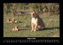 Löwen in der Wildnis Fotokalender 2026 - 8