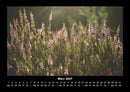 Pflanzen und Blüten Fotokalender 2027 - 3
