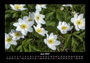 Pflanzen und Blüten Fotokalender 2027 - 6
