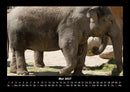 Der Elefantenkalender Fotokalender 2027 - 5