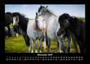 Die Welt der Pferde Fotokalender 2027 - 11