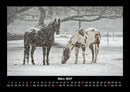 Die Welt der Pferde Fotokalender 2027 - 3