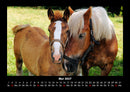Die Welt der Pferde Fotokalender 2027 - 5