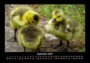 Welt der Vögel Fotokalender 2027 - 9