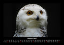 Welt der Vögel Fotokalender 2027 - 10