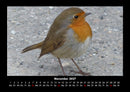 Welt der Vögel Fotokalender 2027 - 11
