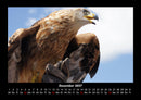 Welt der Vögel Fotokalender 2027 - 12