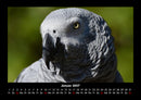 Welt der Vögel Fotokalender 2027 - 1