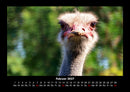 Welt der Vögel Fotokalender 2027 - 2