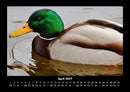 Welt der Vögel Fotokalender 2027 - 4