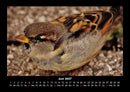 Welt der Vögel Fotokalender 2027 - 6