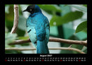 Welt der Vögel Fotokalender 2027 - 8