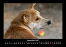 Der Hundekalender Fotokalender 2027 - 9