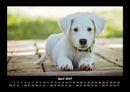 Der Hundekalender Fotokalender 2027 - 4