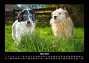Der Hundekalender Fotokalender 2027 - 5