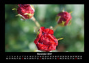 Rosen-Kalender Fotokalender 2027 - 11