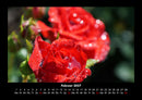 Rosen-Kalender Fotokalender 2027 - 2