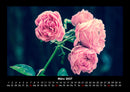 Rosen-Kalender Fotokalender 2027 - 3