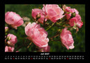 Rosen-Kalender Fotokalender 2027 - 7