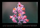 Blumenkalender Fotokalender 2027 - 4