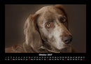Hundezauber Fotokalender 2027 - 10