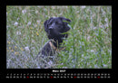 Hundezauber Fotokalender 2027 - 3