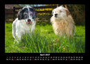 Hundezauber Fotokalender 2027 - 4