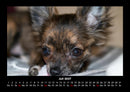 Hundezauber Fotokalender 2027 - 7