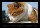 Für Katzenfreunde Fotokalender 2027 - 9