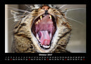 Für Katzenfreunde Fotokalender 2027 - 10