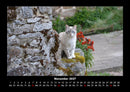 Für Katzenfreunde Fotokalender 2027 - 11