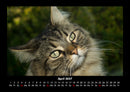Für Katzenfreunde Fotokalender 2027 - 4