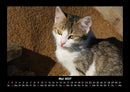 Für Katzenfreunde Fotokalender 2027 - 5