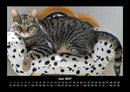 Für Katzenfreunde Fotokalender 2027 - 6