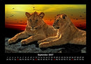 Löwen in der Wildnis Fotokalender 2027 - 9