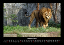 Löwen in der Wildnis Fotokalender 2027 - 10