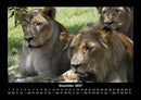 Löwen in der Wildnis Fotokalender 2027 - 12