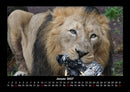 Löwen in der Wildnis Fotokalender 2027 - 1