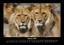 Löwen in der Wildnis Fotokalender 2027 - 2