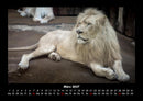 Löwen in der Wildnis Fotokalender 2027 - 3