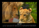 Löwen in der Wildnis Fotokalender 2027 - 4