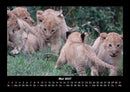 Löwen in der Wildnis Fotokalender 2027 - 5